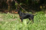 PINSCHER NAIN 182